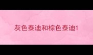 灰色泰迪和棕色泰迪