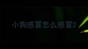 小狗感冒怎么感冒