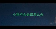 小狗不会走路怎么办
