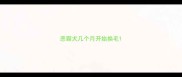 恶霸犬几个月开始换毛