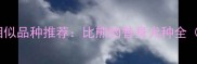 比熊犬的5大相似品种推荐比熊的替身犬种全附选犬指南