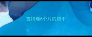 雪纳瑞6个月的细小