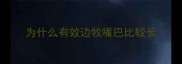 为什么有效边牧嘴巴比较长