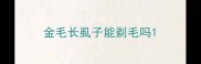 金毛长虱子能剃毛吗
