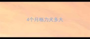 4个月格力犬多大