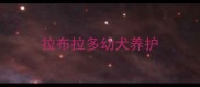 拉布拉多幼犬养护