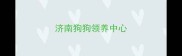 济南狗狗领养中心