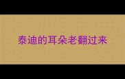 泰迪的耳朵老翻过来