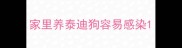 家里养泰迪狗容易感染