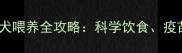 一个月金毛幼犬喂养全攻略科学饮食疫苗与护理要点