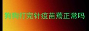 狗狗打完针疫苗蔫正常吗