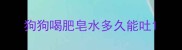 狗狗喝肥皂水多久能吐