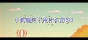 小狗腿烂了用什么药好