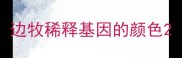 边牧稀释基因的颜色