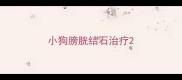小狗膀胱结石治疗