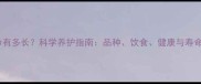 宠物猫寿命有多长科学养护指南品种饮食健康与寿命延长秘诀