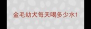 金毛幼犬每天喝多少水