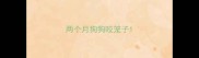 两个月狗狗咬笼子