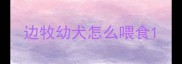 边牧幼犬怎么喂食