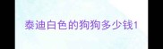 泰迪白色的狗狗多少钱