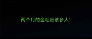 两个月的金毛应该多大