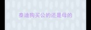 泰迪狗买公的还是母的