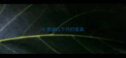 小泰迪几个月打疫苗