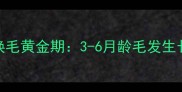 比熊犬换毛黄金期3-6月龄毛发生长速度全