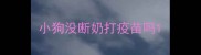 小狗没断奶打疫苗吗