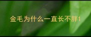 金毛为什么一直长不胖