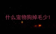什么宠物狗掉毛少
