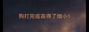 狗打完疫苗得了细小