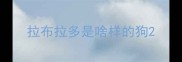 拉布拉多是啥样的狗