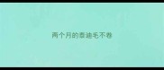 两个月的泰迪毛不卷