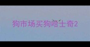 狗市场买狗哈士奇