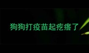 狗狗打疫苗起疙瘩了