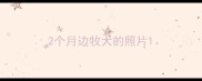 2个月边牧犬的照片