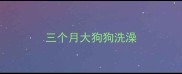 三个月大狗狗洗澡