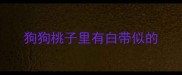 狗狗桃子里有白带似的