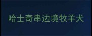 哈士奇串边境牧羊犬