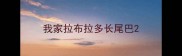 我家拉布拉多长尾巴