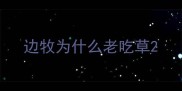 边牧为什么老吃草