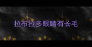拉布拉多眼睛有长毛