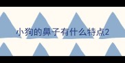 小狗的鼻子有什么特点