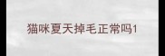猫咪夏天掉毛正常吗