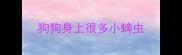 狗狗身上很多小蜱虫