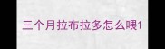 三个月拉布拉多怎么喂