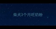 柴犬3个月吃奶粉