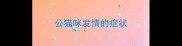 公猫咪发情的症状