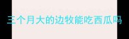 三个月大的边牧能吃西瓜吗